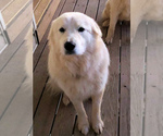 Small Photo #1 Great Pyrenees Puppy For Sale in RUTHER GLEN, VA, USA