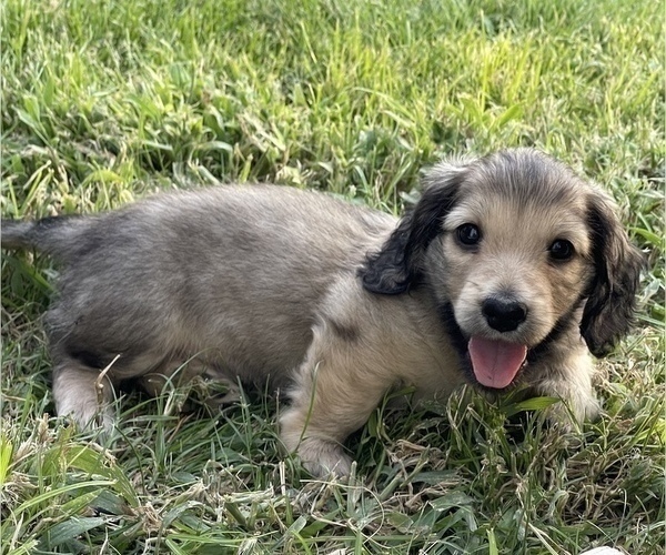 Medium Photo #4 Dachshund Puppy For Sale in SAVANNAH, TX, USA