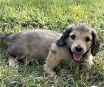 Small Photo #4 Dachshund Puppy For Sale in SAVANNAH, TX, USA