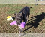 Small Photo #2 Irish Wolfhound Puppy For Sale in KINGSTON, OH, USA