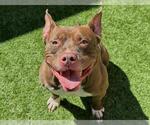 Small #1 Staffordshire Bull Terrier