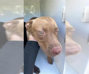 American Pit Bull Terrier-Unknown Mix Dogs for adoption in Houston, TX, USA
