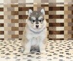 Small #3 Pomsky