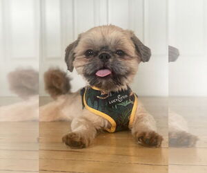 Shih Tzu Dogs for adoption in St. Louis Park, MN, USA