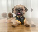 Small Shih Tzu
