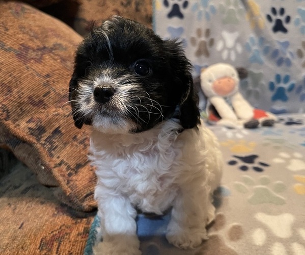 Medium Photo #3 Cavapoo (Miniature) Puppy For Sale in LIBERTY, MS, USA