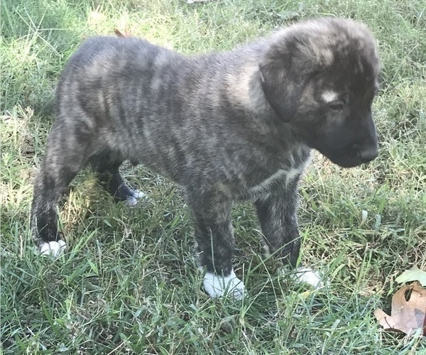 Medium Photo #6 Anatolian Shepherd Puppy For Sale in CHANDLERVILLE, IL, USA