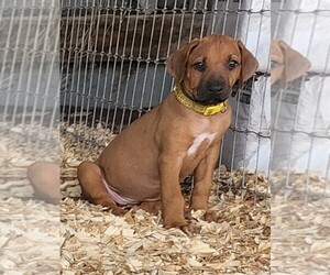 Rhodesian Ridgeback Puppy for sale in LOCKHART, TX, USA