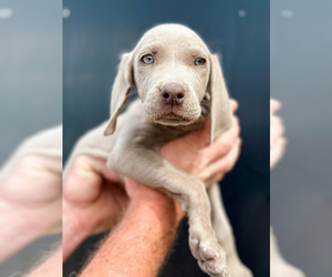 Weimaraner Puppy for Sale in WILDWOOD, Florida USA