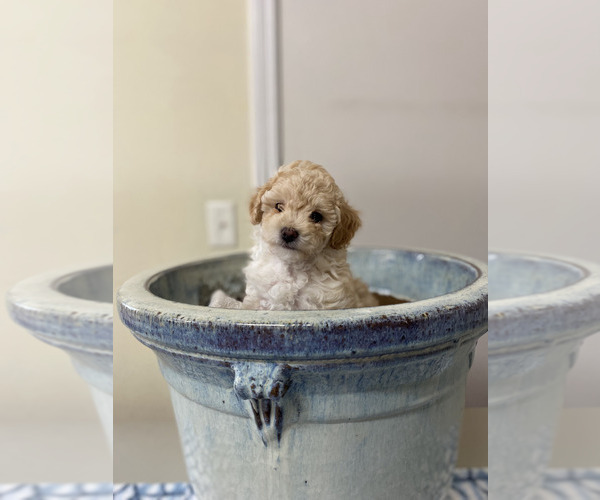 Medium Photo #1 Poodle (Miniature) Puppy For Sale in ADAMSVILLE, TN, USA