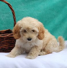 Shih-Poo Puppy for sale in GAP, PA, USA