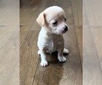 Puppy White tail Chiweenie-Poodle (Toy) Mix