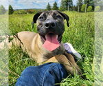 Small Photo #2 Mastiff-Unknown Mix Puppy For Sale in Catasauqua, PA, USA