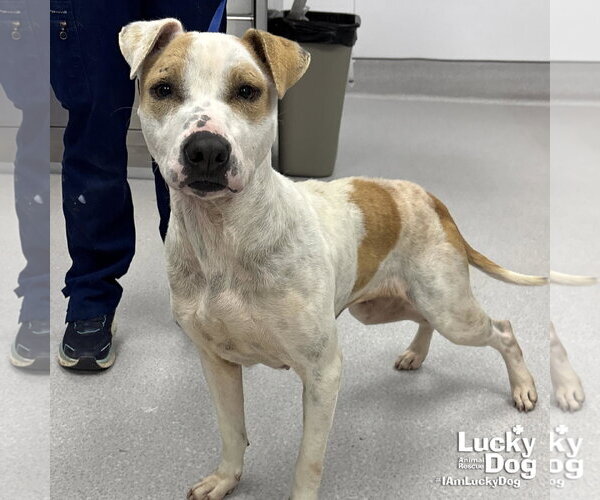 Medium Photo #6 Mutt Puppy For Sale in Washington, DC, USA