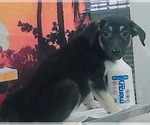 Small #1 German Shepherd Dog Mix