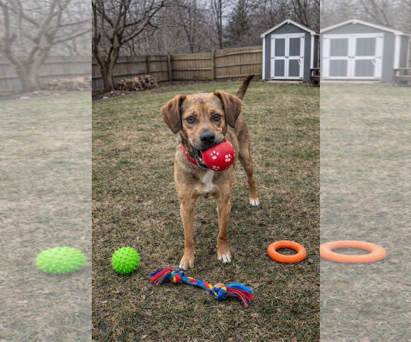 Medium Photo #3 Puggle Puppy For Sale in Mt. Laurel, NJ, USA