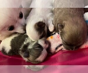 Mother of the Pomeranian puppies born on 10/18/2023