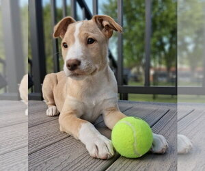 Labrador Retriever-Unknown Mix Dogs for adoption in Cottage Grove, MN, USA