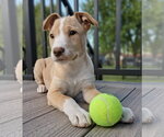 Small Labrador Retriever Mix