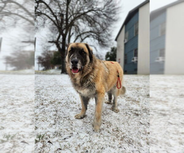 Medium Photo #7 Leonberger-Unknown Mix Puppy For Sale in Bullard, TX, USA