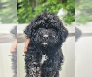 Bernedoodle Puppy for sale in ROCKLEDGE, FL, USA