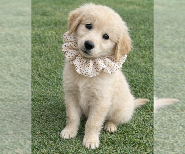 Medium Photo #2 Golden Retriever Puppy For Sale in Grovertown, IN, USA