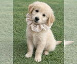 Small #1 Golden Retriever