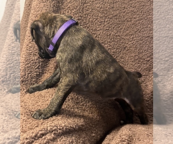 Medium Photo #15 Boxer Puppy For Sale in LANSING, MI, USA