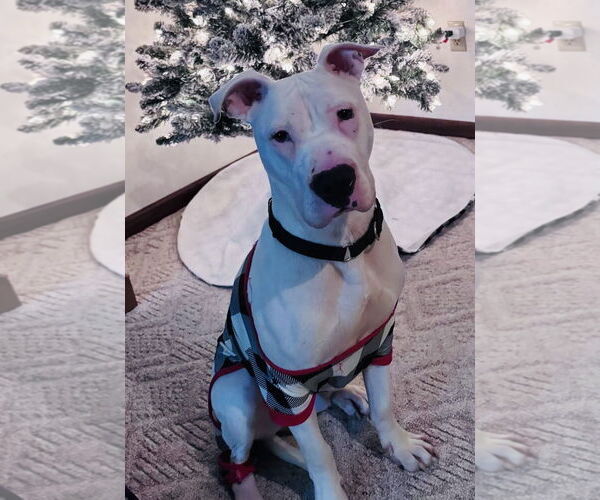 Medium Photo #1 Staffordshire Bull Terrier-Unknown Mix Puppy For Sale in Princeton, MN, USA