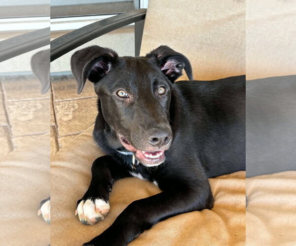 Medium Photo #5 Labrador Retriever-Unknown Mix Puppy For Sale in MECHANICSBURG, PA, USA