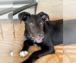 Small #4 Labrador Retriever Mix