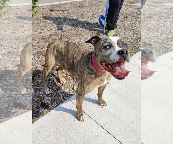 Medium Photo #2 Boxer-Unknown Mix Puppy For Sale in St. Louis Park, MN, USA