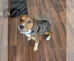 Small #1 Beagle Mix
