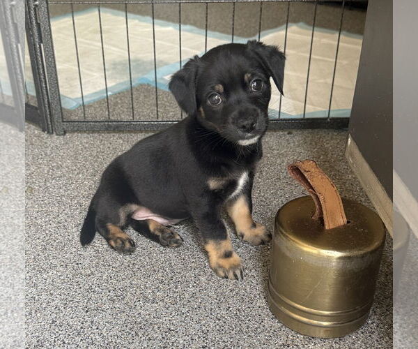 Medium Photo #1 Chihuahua-Unknown Mix Puppy For Sale in The Woodlands, TX, USA