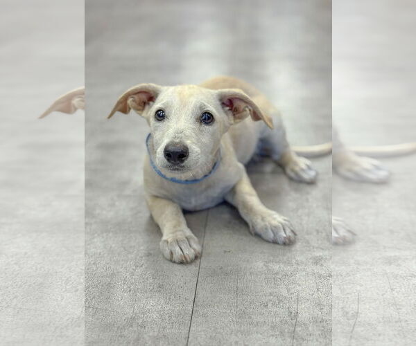 Medium Photo #9 Dachshund-Unknown Mix Puppy For Sale in PIPE CREEK, TX, USA