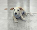 Small #8 Dachshund Mix