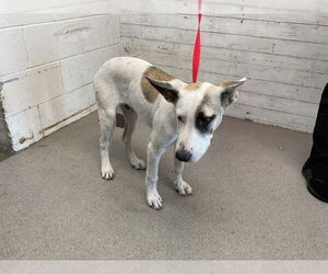 Siberian Husky-Unknown Mix Dogs for adoption in San Bernardino, CA, USA