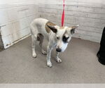 Small Siberian Husky Mix