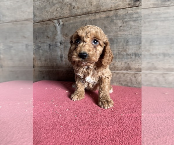 Medium Photo #1 Goldendoodle (Miniature) Puppy For Sale in VERMONTVILLE, MI, USA