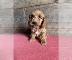 Small Photo #1 Goldendoodle (Miniature) Puppy For Sale in VERMONTVILLE, MI, USA