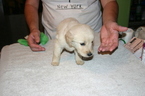 Small Photo #1 Golden Retriever Puppy For Sale in DAVENPORT, FL, USA