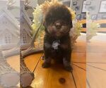 Small Photo #2 Bernedoodle Puppy For Sale in BROSELEY, MO, USA
