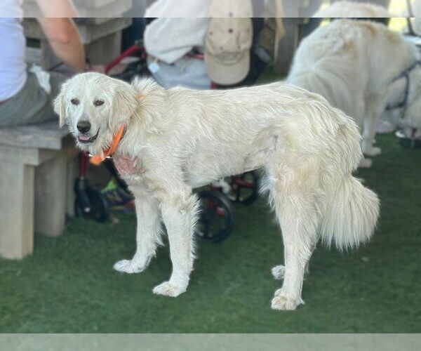 Medium Photo #2 Great Pyrenees-Unknown Mix Puppy For Sale in Dallas, TX, USA
