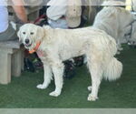 Small #1 Great Pyrenees Mix