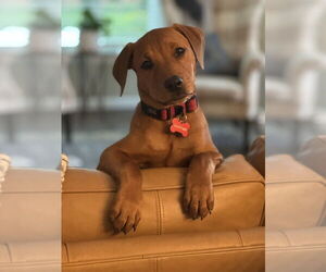 Labrador Retriever-Unknown Mix Dogs for adoption in Brewster, NY, USA