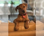 Small Labrador Retriever Mix