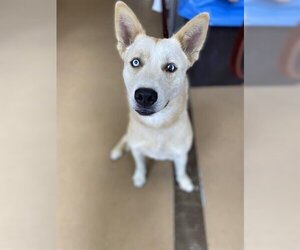 Siberian Husky-Unknown Mix Dogs for adoption in Chula Vista, CA, USA