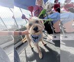 Cowboy - Male Mutt Dog for Adoption - Small photo
