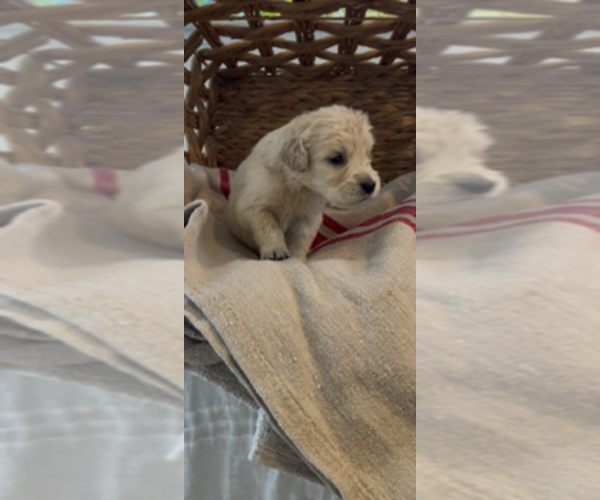 Medium Photo #26 Golden Retriever Puppy For Sale in MERCED, CA, USA