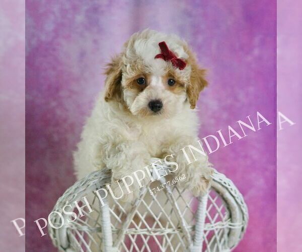 Medium Photo #7 Poodle (Miniature) Puppy For Sale in WARSAW, IN, USA